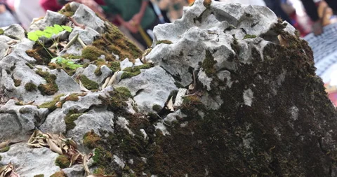 Mossy Rocks And Algae in Water 動画素材 335618849