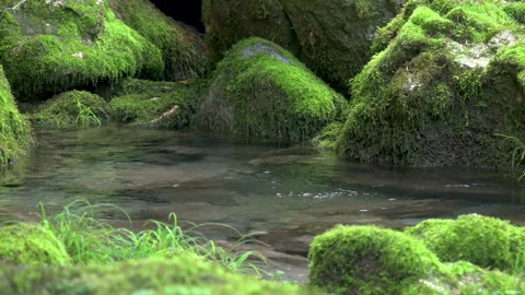 Mossy Rocks and Clear Streams Stock-Footage 330799120