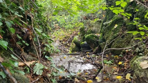 Mossy rocks and fallen branches in dense green forest path Stock Footage 319526419