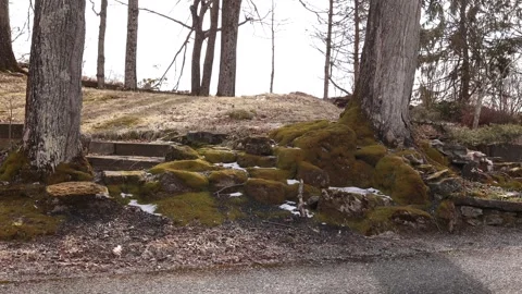 Mossy rocks and trees. Stock Footage 270095501