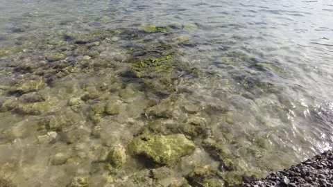 Mossy rocks are visible in the clear sea. Stock Footage 219700133