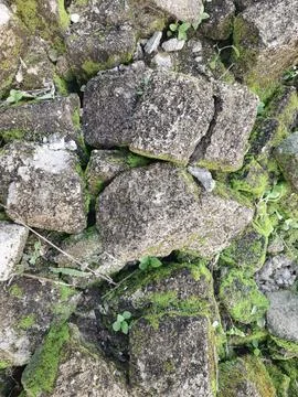 Mossy rocks create a natural texture background with small green plants Stock Photos