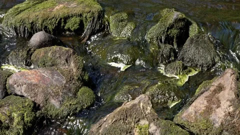 Mossy rocks in a flowing stream bed Stock Footage 345551445