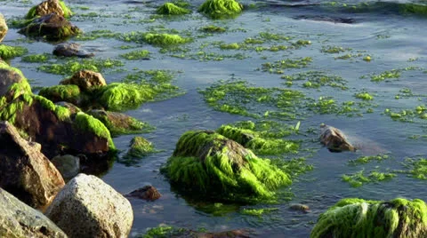 Mossy rocks Stock Footage 22957623