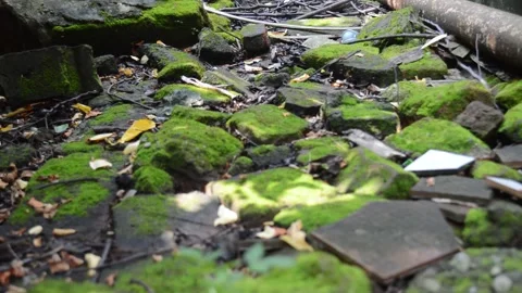 Mossy rocks Video stock 172544295