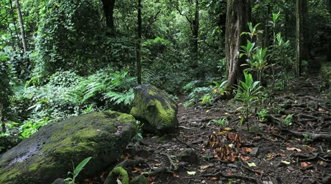 Mossy rocks in a forest in Moorea Stock Footage 2236951