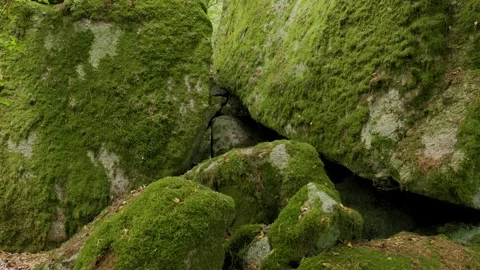 Mossy Rocks in Green Forest Video stock 316221151
