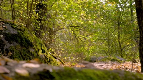 Mossy rocks in a peaceful forest stream Stock Footage 301182890