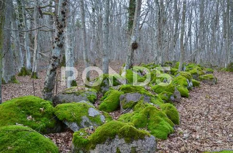 Mossy rocks Stock Photos