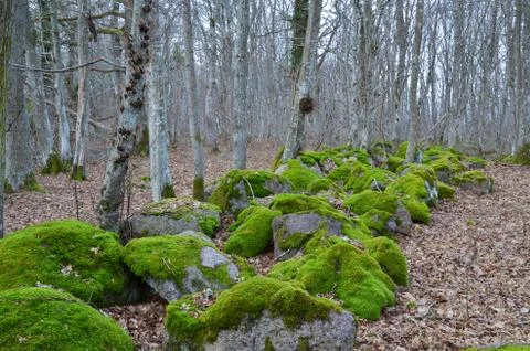 Mossy rocks Foto stock