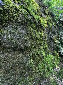 Mossy Rocks In Spring Stock Photos