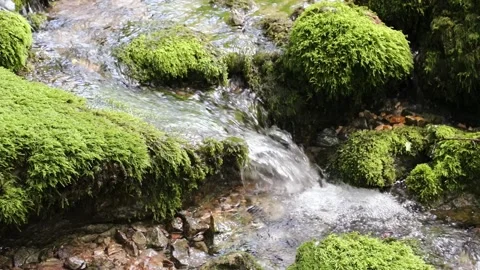 Mossy rocks with stream Vídeos de archivo 231909438