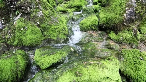 Mossy rocks with stream slow motion Stock Footage 231910961