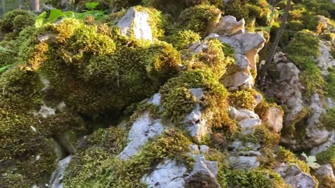 Mossy Rocks at Sunset Stock Footage 160185650