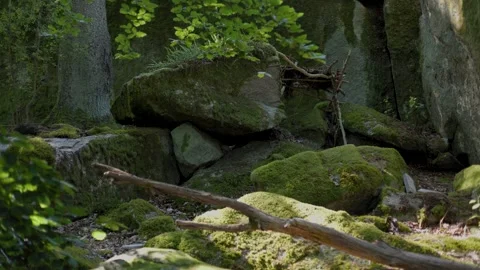Mossy rocks with tree and sunlight in forest Video stock 315771257