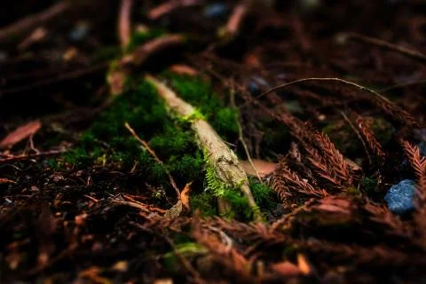 Mossy root Stock Photos