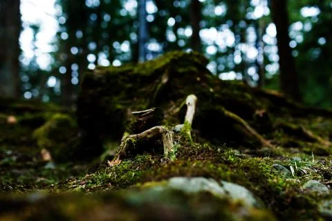 Mossy root Stock Photos