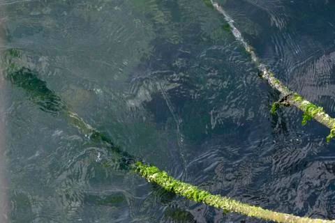 Mossy Rope Stock Photos