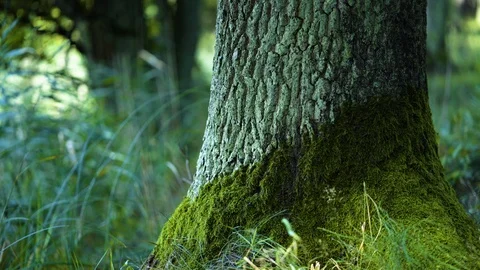 Mossy rough trunk in the park Stock-Footage 94357871