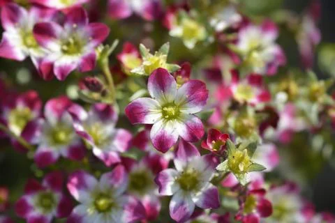 Mossy Saxifrage Pixie Pearls Stock Photos