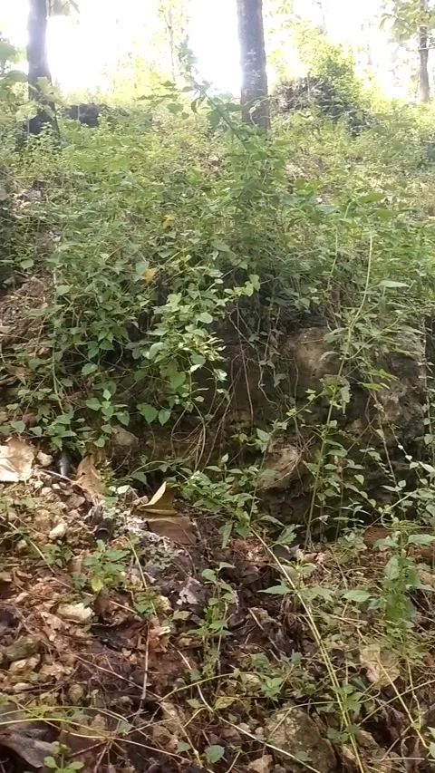 Mossy Slope in the Forest Stock Footage 329918706