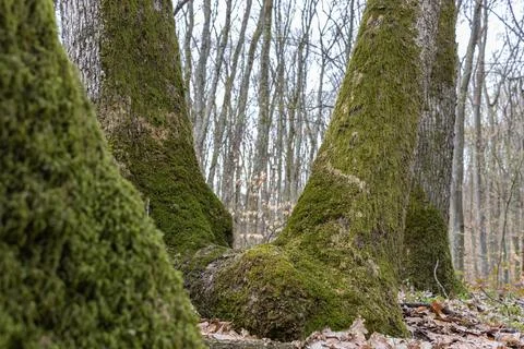Mossy sprawling tree trunk deep in mountain forest Stock Photos