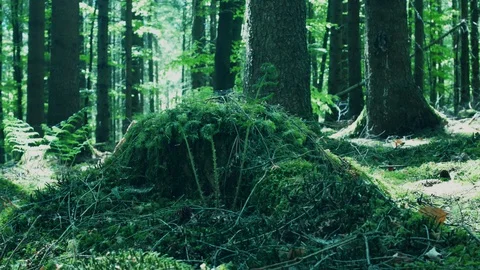 Mossy Spring Forest slow slider-shot 動画素材 129499297