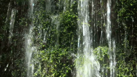 Mossy Spring of Shiraito Falls Stock Footage 324893440