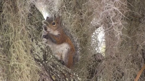 Mossy Squirrel 스톡 동영상 88632797