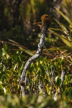 Mossy stick Foto stock