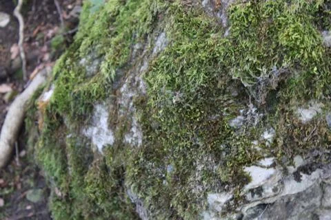 Mossy stone close up Stock Photos