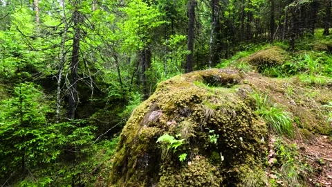Mossy stone in a dense forest. Stock-Footage 342387804