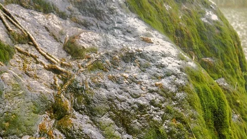 Mossy stone falling rain in slow motion Stock Footage 124389742