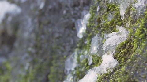 Mossy stone on the forest Stock Footage 71210367