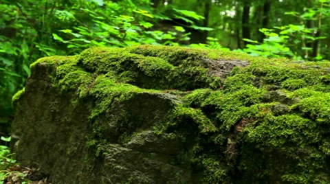 Mossy stone in the forest (move).Moss covered rocks.Camera movement. Stock-Footage 38355437