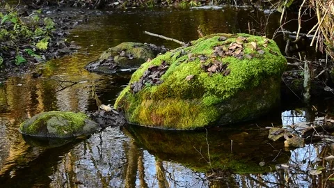 Mossy stone in a forest river Stock Footage 118433134