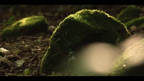Mossy stone in a green forest 库存影片 168759011