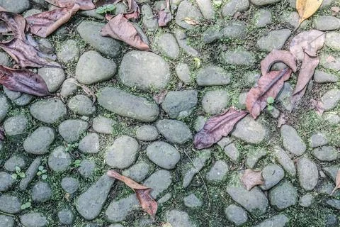 Mossy Stone Path Through Forest Corridor Stock Photos