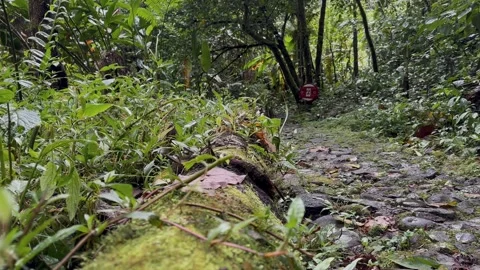 Mossy Stone Path Winding Through Lush Tropical Jungle, Low Angle Shot Stock Footage 324499019