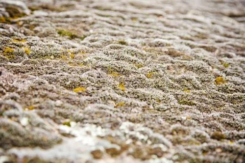 Mossy stone Foto stock