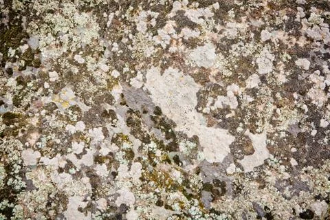 Mossy stone 스톡 사진