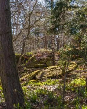 Mossy Stone Steps and Birch Trees in Sunlit Woodland Spring Forest Path Foto stock