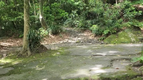 Mossy stone steps lead into thick forest 스톡 동영상 337698499