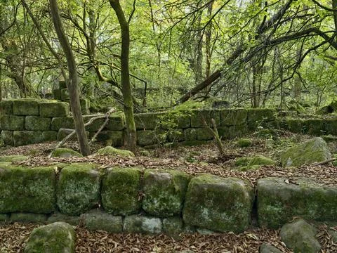 Mossy stone steps meandering through dense forest with moss covered stones .. Stock Photos