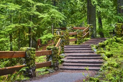 Mossy Stone Steps Through Lush Forest in Oregon Eye-Level Perspective Stock-Fotos