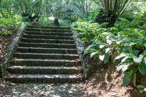 Mossy Stone Steps through a Lush Tropical Fern Garden Stock Photos