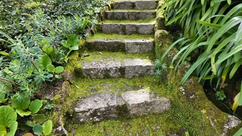 Mossy Stone Steps in Tranquil Garden Stock Footage 305273705
