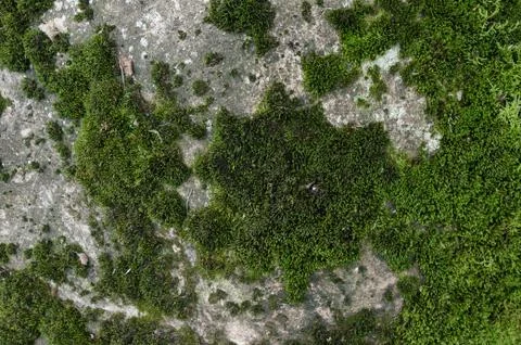 Mossy stone texture Stock Photos