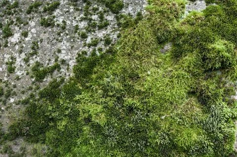 Mossy stone texture Stock Photos