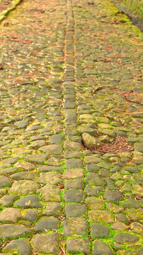 Mossy stone walkway through garden Video stock 333499568